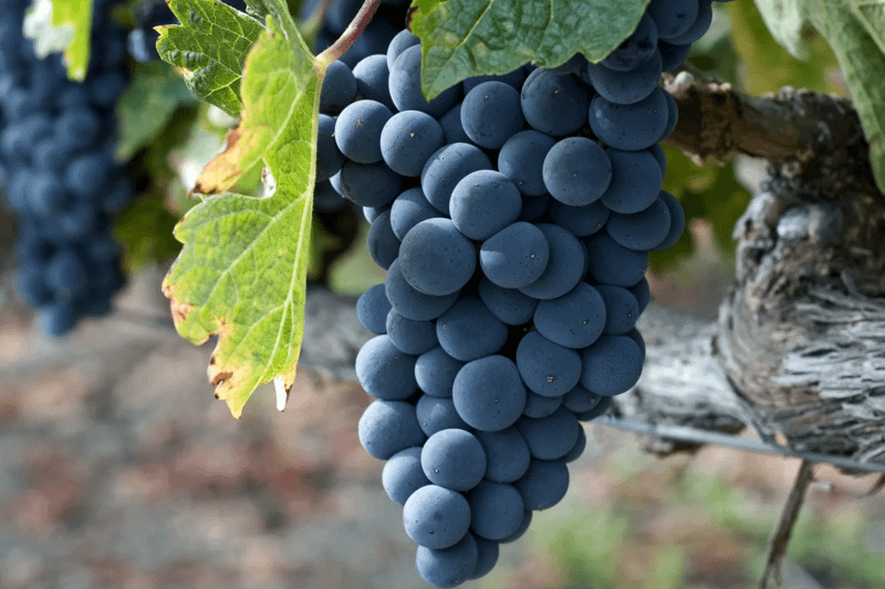 zinfandel vitigno bacca nera