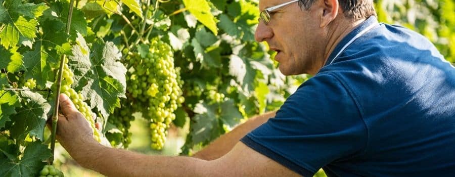 Coltivazione dell'uva per degustazioni vino Piemonte